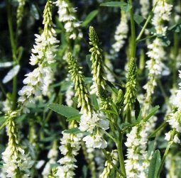 Донник двухлетний БЕЛЫЙ, 500г